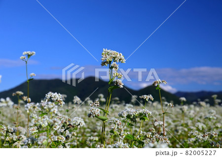 福島県耶麻郡猪苗代町金田　見渡す限りの蕎麦畑のソバの花クローズアップ 82005227