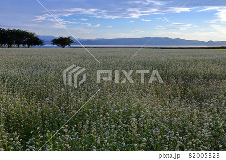 福島県耶麻郡猪苗代町堅田中丸　猪苗代湖畔の蕎麦畑のソバの花 82005323