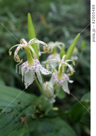 ヤマホトトギス 82005489