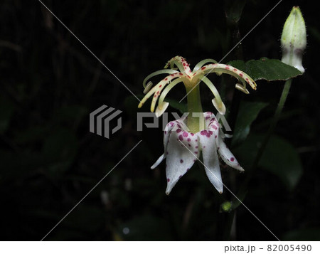 ヤマホトトギス 82005490