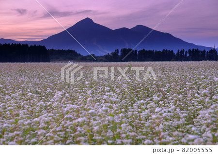 福島県耶麻郡猪苗代町金田　見渡す限りの蕎麦畑　満開のソバの花と磐梯山の夕焼け 82005555