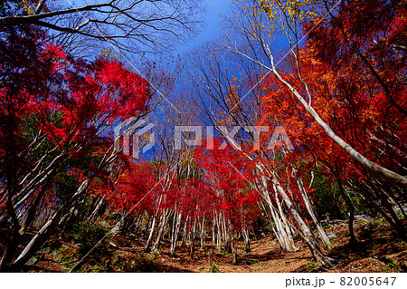 鮮やかに紅葉したモミジやケヤキの森(三重県度会郡大紀町　網掛山「もみじ谷」） 82005647