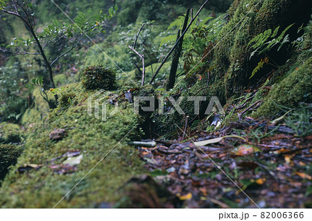 もののけの森のような屋久島の森と屋久杉 82006366