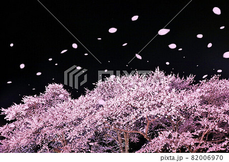 春の夜　桜吹雪 82006970