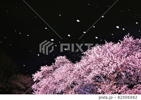 春の夜　桜吹雪 82006982