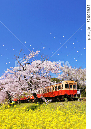 千葉県　桜吹雪と小湊鉄道 82006985