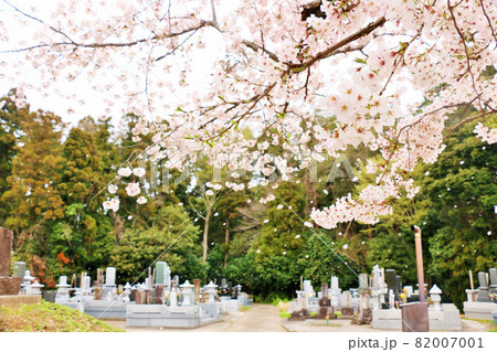 春の桜吹雪と墓地 82007001