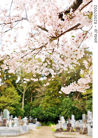 春の桜吹雪と墓地 82007002