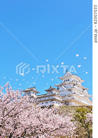 兵庫県 春の桜吹雪と青空の姫路城の写真素材