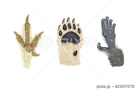 Animal Limb with Primate Hairy Paw and Dog Foot Vector Set 82007070