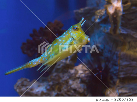Yellow or green tropical luminous fish with spots swims in an aquarium 82007358