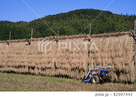 田園風景 稲架干し 田園風景 稲架干し 82007442