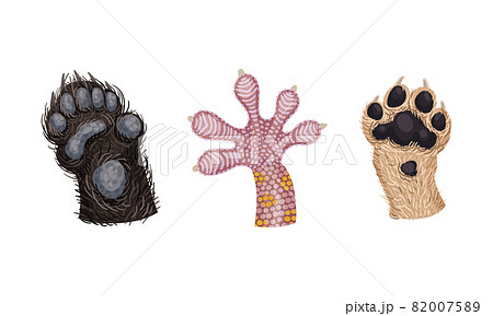 Animal Limb with Lizard Claw and Dog Paw or Foot Vector Set Animal Limb with Lizard Claw and Dog Paw or Foot Vector Set 82007589