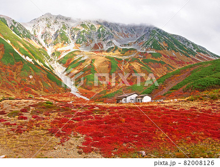 立山・室堂-雷鳥沢キャンプ場の草紅葉(チングルマ) 立山・室堂-雷鳥沢キャンプ場の草紅葉(チングルマ) 82008126