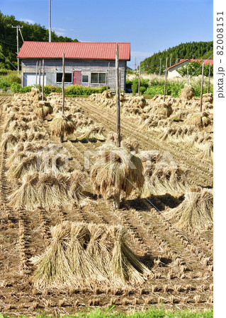 秋の北海道江差町で稲のニオ積み作業の風景を撮影 秋の北海道江差町で稲のニオ積み作業の風景を撮影 82008151