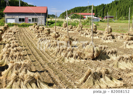秋の北海道江差町で稲のニオ積み作業の風景を撮影 82008152