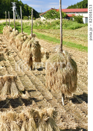 秋の北海道江差町で稲のニオ積み作業の風景を撮影 82008153