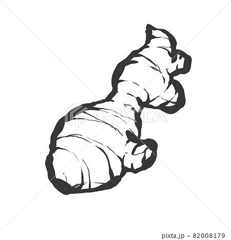 ショウガの手描き筆絵風イラスト 82008179