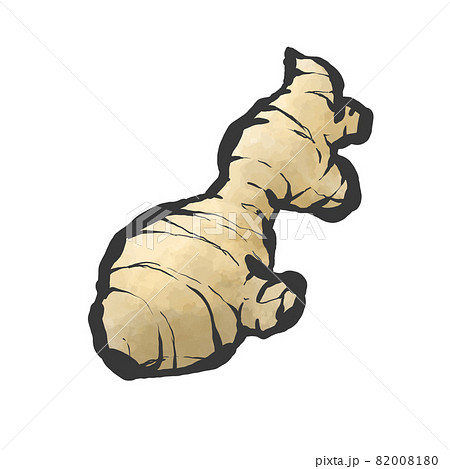 ショウガの手描き筆絵風イラストのイラスト素材 ショウガの手描き筆絵風イラストのイラスト素材