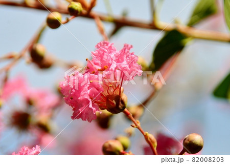 百日紅のピンク色の花クローズアップ 百日紅のピンク色の花クローズアップ 82008203