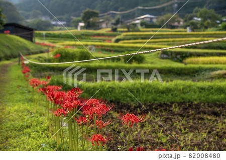 神奈川県伊勢原市日向地区　彼岸花群生地 82008480