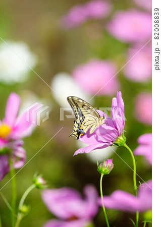 秋桜とキアゲハ 82008839