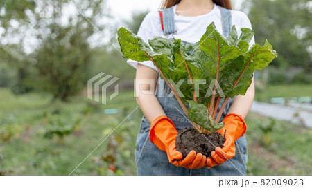 Female gardener concept a female teenage gardener uprooting the big vegetable with the soil in the harvesting season in the vegetable plot Female gardener concept a female teenage gardener uprooting the big vegetable with the soil in the harvesting season in the vegetable plot 82009023