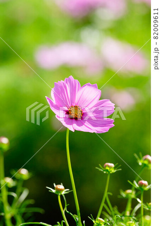 秋桜 秋桜 82009611