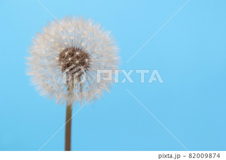 Dandelion Flower Seed Head Close up Shallow DOF Dandelion Flower Seed Head Close up Shallow DOF 82009874