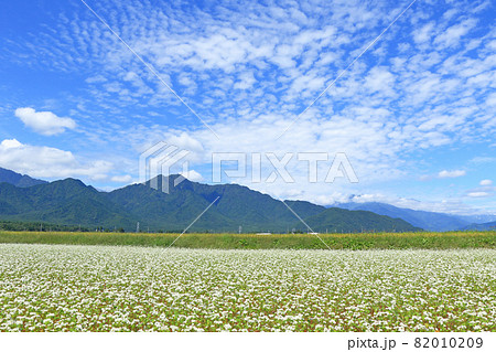 初秋の安曇野 初秋の安曇野 82010209