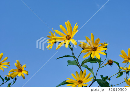 黄色い野花と晴天　キヌガサギク 82010500