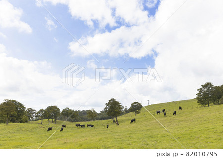 青空と牧場の牛たち 青空と牧場の牛たち 82010795