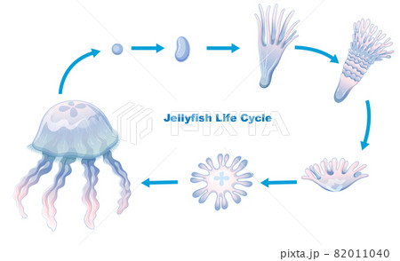 Jellyfish Life Cycle for kids education 82011040