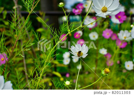 コスモス　秋桜　 82011303