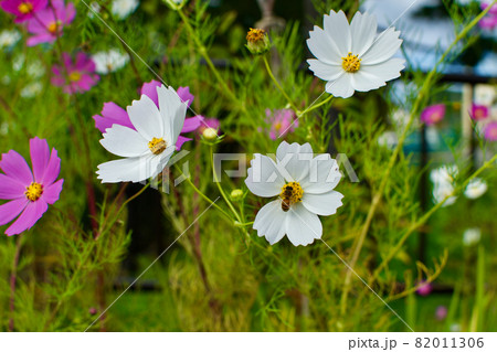 コスモス　秋桜　 82011306