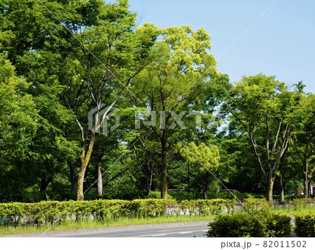 大木の街路樹が見事な向山大池公園外周 82011502