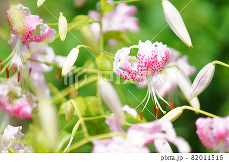 鹿の子百合 82011516