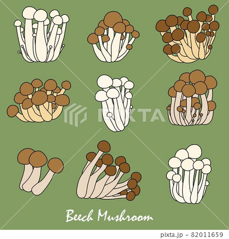 Doodle freehand sketch drawing of beech mushroom vegetable collection. Doodle freehand sketch drawing of beech mushroom vegetable collection. 82011659