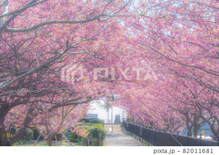 河津桜 桜のトンネル 静岡県河津町 河津桜 桜のトンネル 静岡県河津町 82011681
