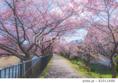 河津桜 桜のトンネル 静岡県河津町 河津桜 桜のトンネル 静岡県河津町 82011686