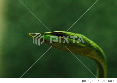 Oriental whipsnake The body is green, slender, elongated, slender head, pointed mouth. The adult size is up to 2 meters. It is a very mild venomous snake. Oriental whipsnake The body is green, slender, elongated, slender head, pointed mouth. The adult size is up to 2 meters. It is a very mild venomous snake. 82011807