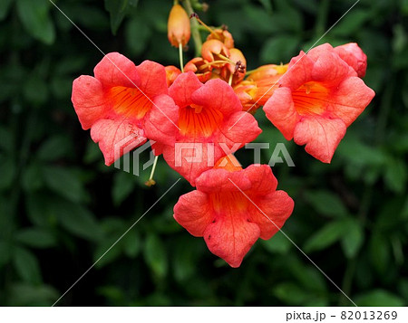 オレンジ色のアメリカノウゼンカズラの花と蕾の写真素材