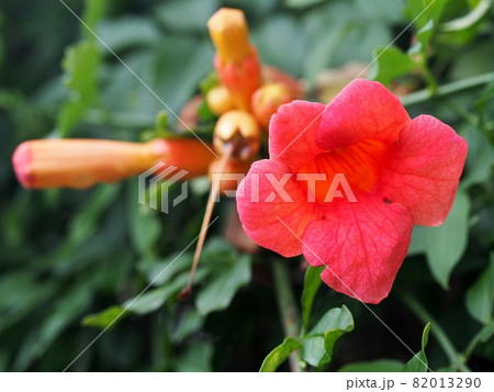 アメリカノウゼンカズラの花とつぼみのクローズアップの写真素材