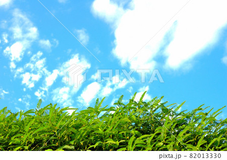 秋の草原と空 82013330
