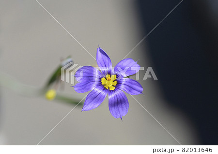 Narrow-leaf blue-eyed grass Narrow-leaf blue-eyed grass 82013646