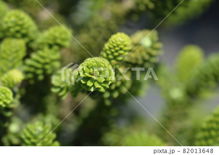 Korean Fir Korean Fir 82013648