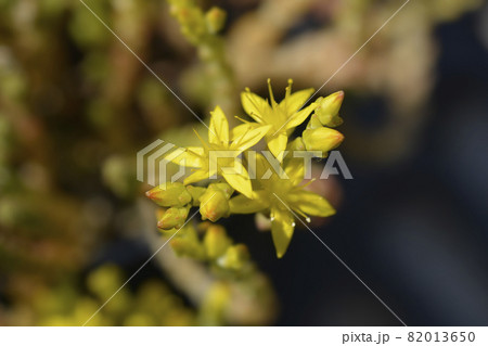 Goldmoss stonecrop Goldmoss stonecrop 82013650