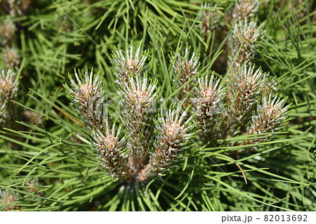 Dwarf black pine Marie Bregeon 82013692