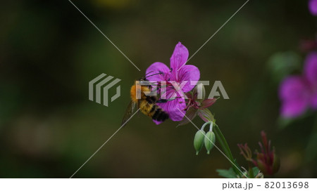 アサマフウロの蜜を吸うトラマルハナバチ アサマフウロの蜜を吸うトラマルハナバチ 82013698
