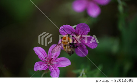 アサマフウロの蜜を吸うトラマルハナバチ 82013699